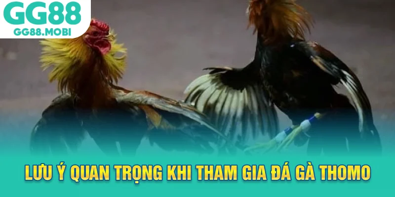 Lưu ý quan trọng khi tham gia đá gà Thomo trực tuyến